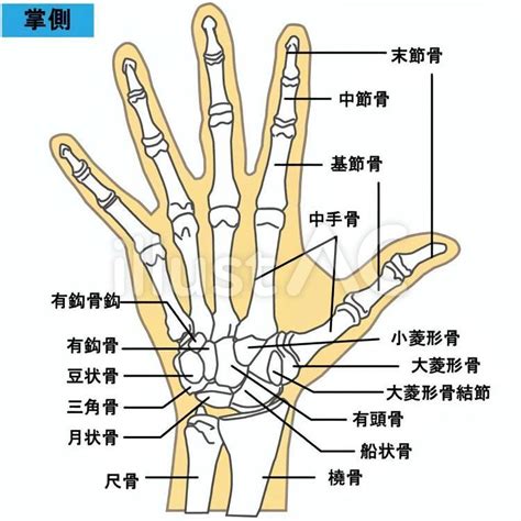 手骨|手の骨